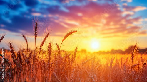  A vibrant sunset over a field of tall, golden wheat. 