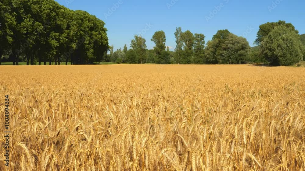 Wheat field. close up of golden ears wheat on sky Background. ripening ears of meadow wheat field, cereal plant . Rich grain harvest Concept for flour, bread, pasta, pastry Wheat field. close up of golden ears wheat on sky Background. ripening ears of meadow wheat field, cereal plant . Rich grain harvest Concept for flour, bread, pasta, pastry
