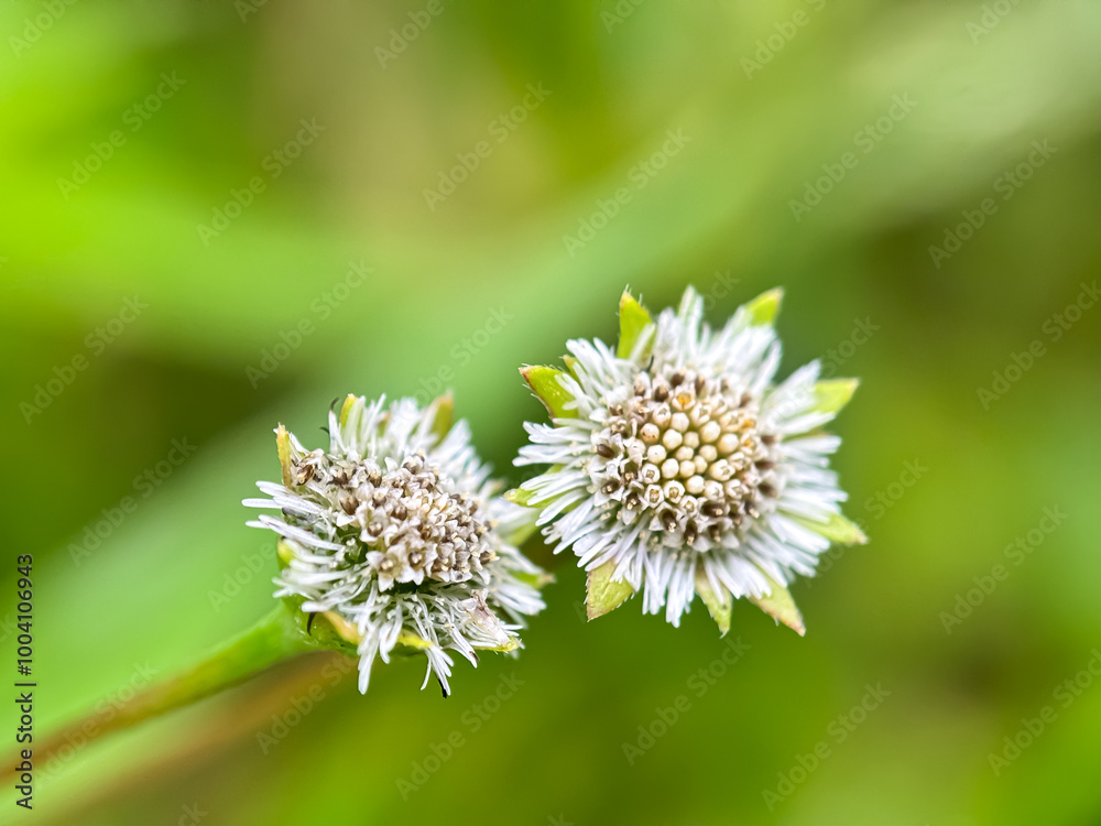 Close up of the false daisy (Eclipta prostrata) Close up of the false daisy (Eclipta prostrata)