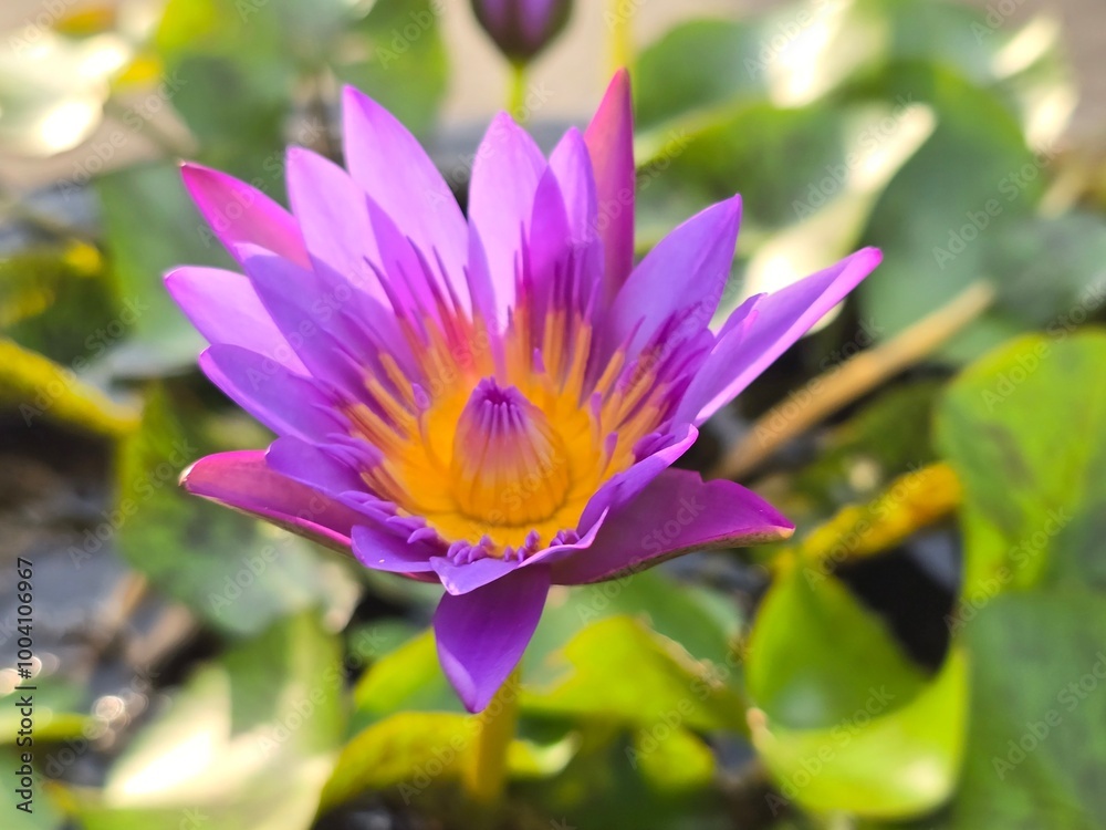 Purple water lilies have yellow stamens inside. Purple water lilies have yellow stamens inside.