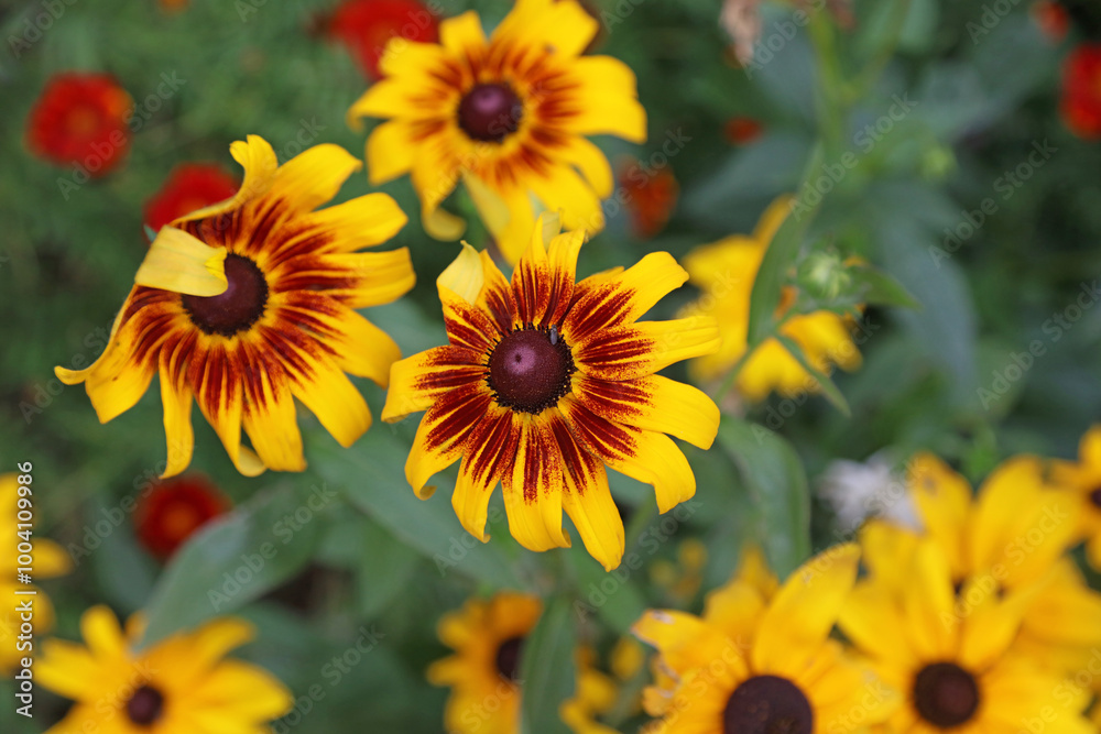 Closeup of three orange and yellow Black-eyed Susan blooms, Northamptonshire England
Closeup of three orange and yellow Black-eyed Susan blooms, Northamptonshire England