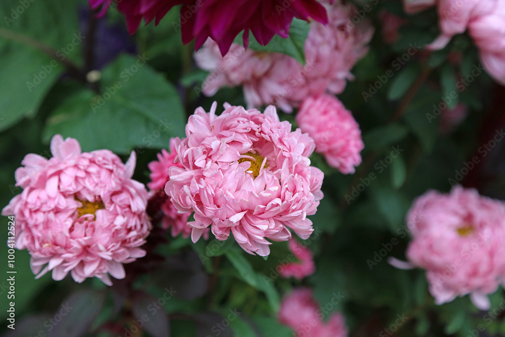 Macro image of pink China Aster blooms, Northamptonshire England
Macro image of pink China Aster blooms, Northamptonshire England