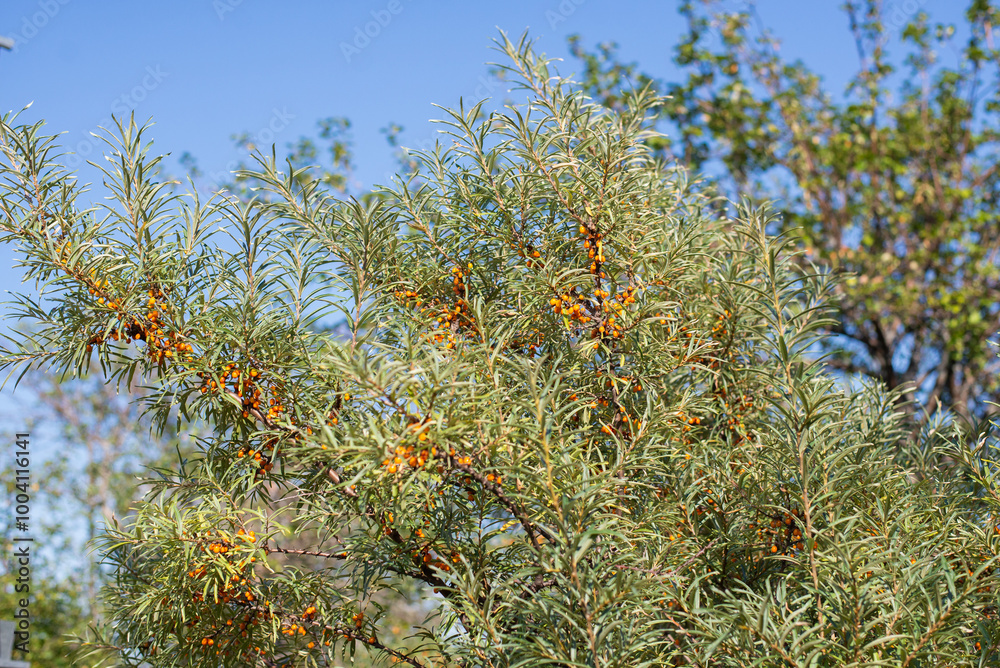 Buckthorn bush branches with berries Buckthorn bush branches with berries