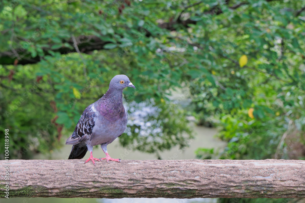 Obraz premium ハトの住処