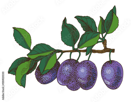 Plum branch with ripe fruits