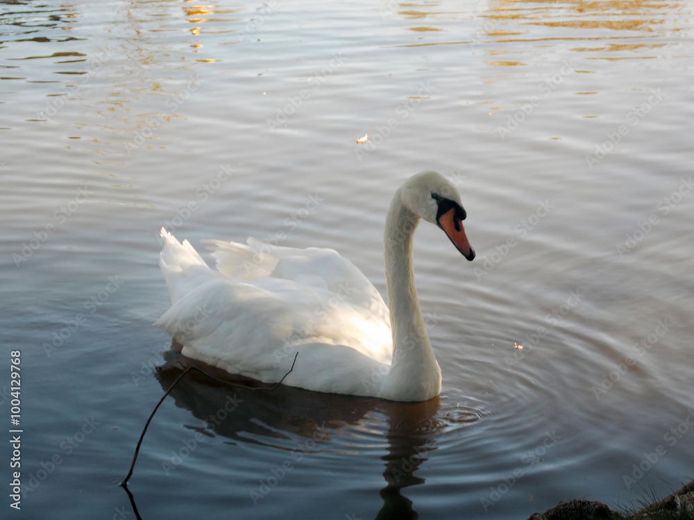 A swan feeds near the shore of a duck pond. A swan feeds near the shore of a duck pond.