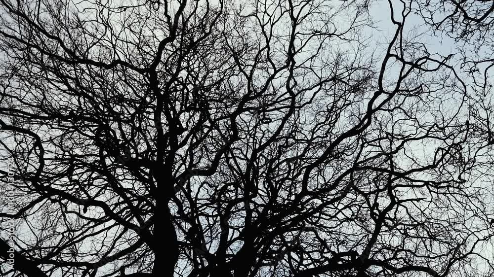 Branches Of A Bare Tree In Slow Rotation On The Background Of The Sky Branches Of A Bare Tree In Slow Rotation On The Background Of The Sky