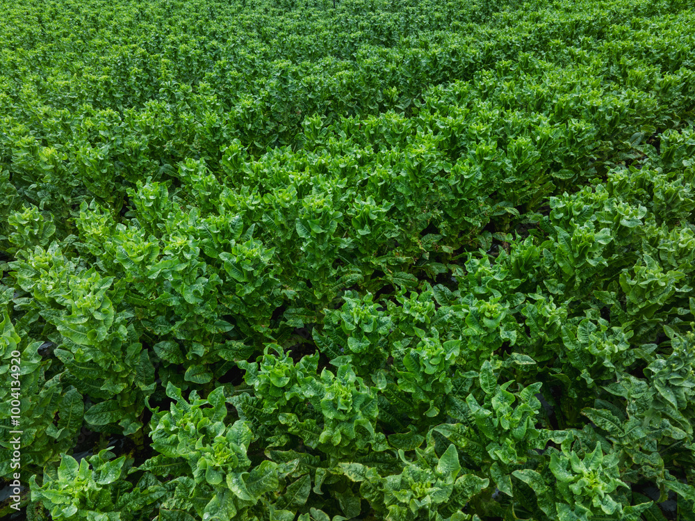 Green stem lettuce crops in garden Green stem lettuce crops in garden