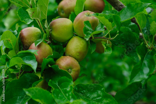 Apples grow on tree in summer photo