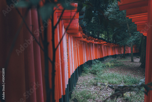 ずらりと並ぶ鳥居
