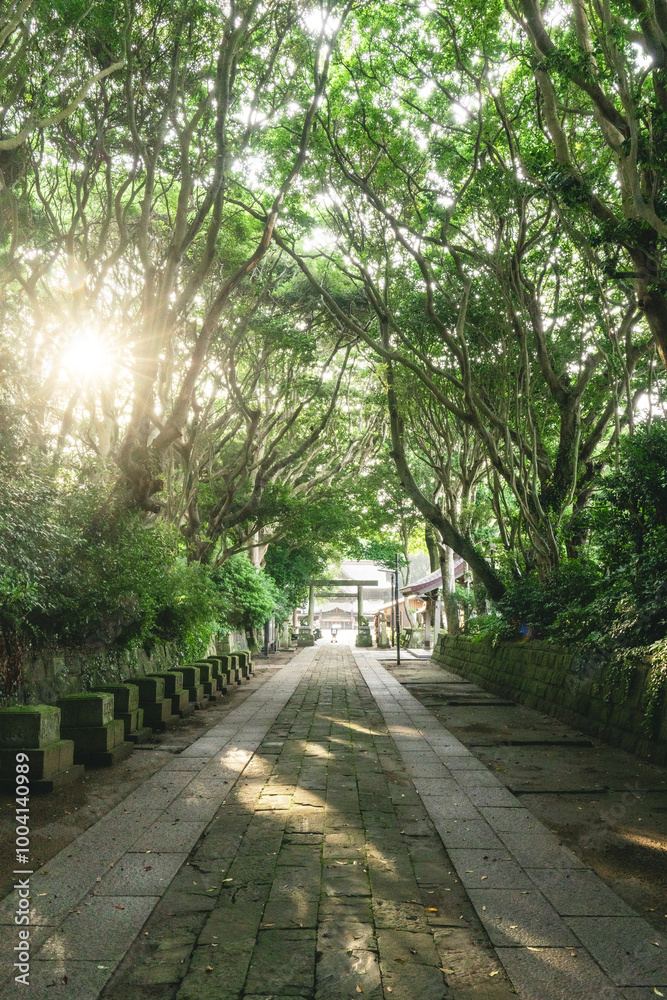 新緑の酒列磯前神社の樹叢 新緑の酒列磯前神社の樹叢