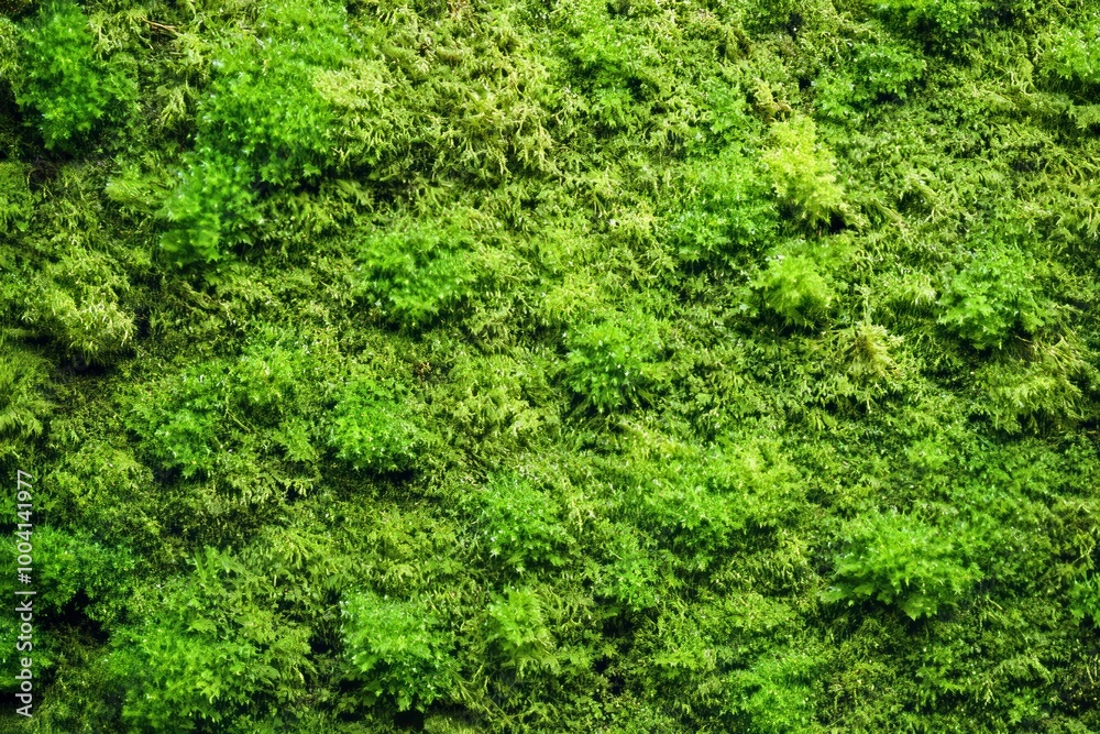 Mockup of a textured interior mock up with reindeer moss wall and a Cladonia rangiferina wall decoration Mockup of a textured interior mock up with reindeer moss wall and a Cladonia rangiferina wall decoration