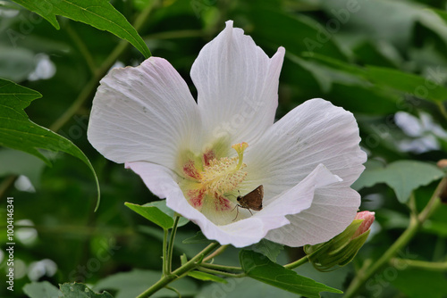 夕方になるとピンク色に変化する酔芙蓉の花