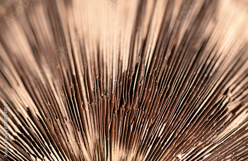 Concentrically converging lines, gills of fungus, mushroom. Graphic, background.