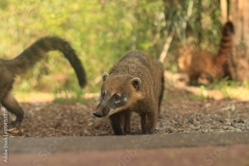 Coati Salvaje en el Parque Nacional Iguazu, Argentina 