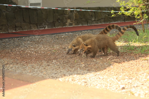 Coati Salvaje en el Parque Nacional Iguazu, Argentina 