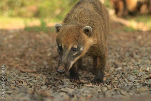 Coati Salvaje en el Parque Nacional Iguazu, Argentina  photo