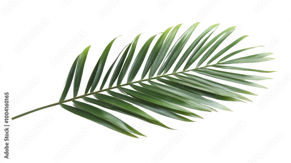 Vibrant tropical coconut palm frond in rich green tones,isolated on a white background. cutout PNG file on a transparent background. PNG format Vibrant tropical coconut palm frond in rich green tones,isolated on a white background. cutout PNG file on a transparent background. PNG format