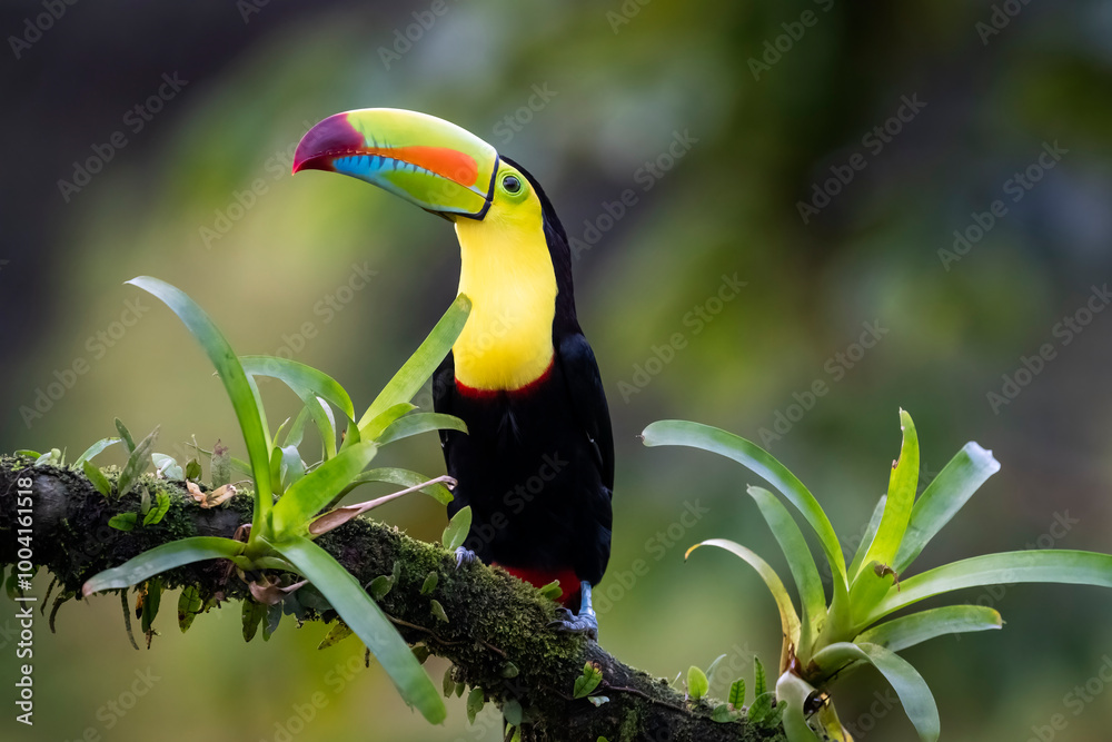 Keel-billed Toucan (Ramphastos sulfuratus) perched on a branch with moss and bromeliad, Costa Rica.