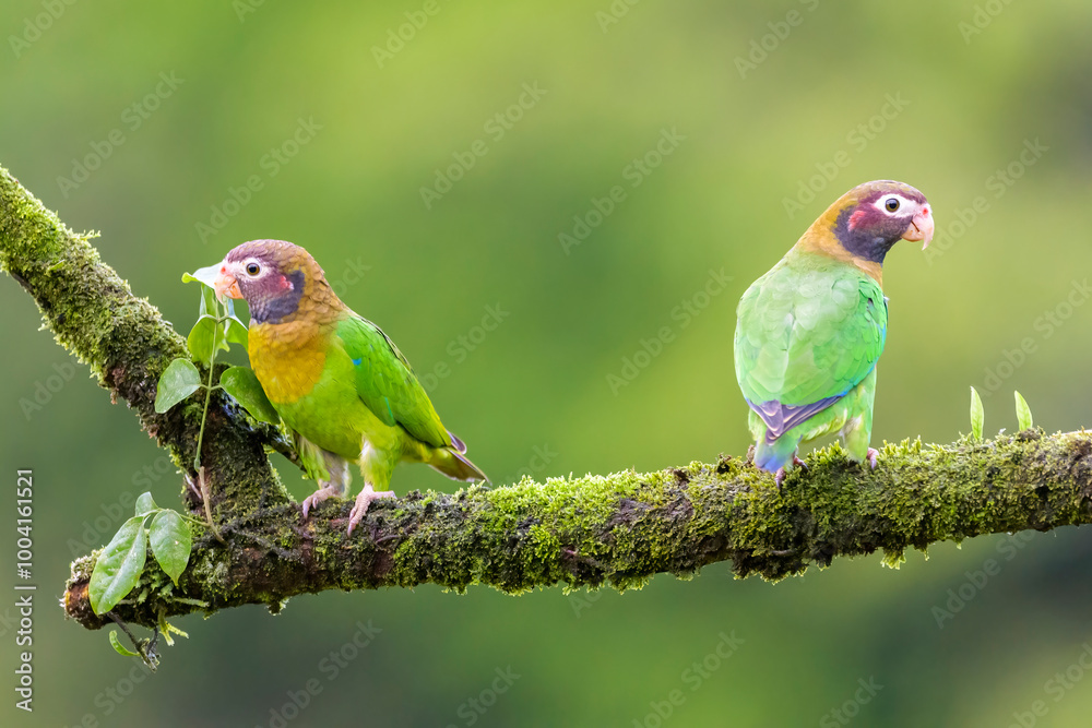 Fototapeta premium Two Brown-hooded parrot (Pyrilia haematotis) perched on a branch with moss, Costa Rica.