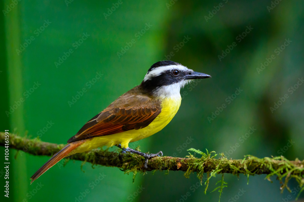 Great Kiskadee (Pitangus sulphuratus) perched on a branch, Costa Rica Great Kiskadee (Pitangus sulphuratus) perched on a branch, Costa Rica