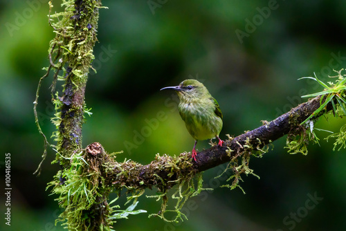 Red-legged Honeycreeper (Cyanerpes cyaneus) female perched in tree, Costa Rica. photo