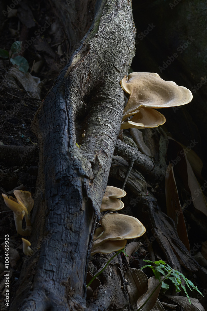 Wild mushroom Berkeley polypore (Bondarzewia berkeleyi) growing on wood Wild mushroom Berkeley polypore (Bondarzewia berkeleyi) growing on wood