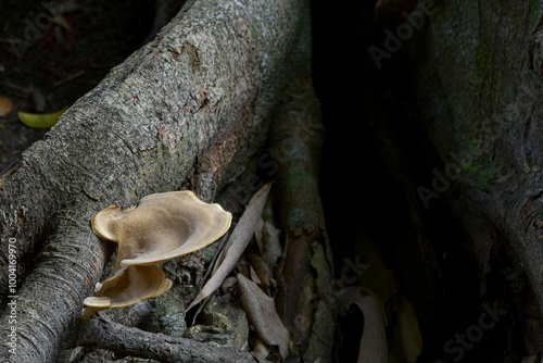 Wild mushroom Berkeley polypore  (Bondarzewia berkeleyi) growing on wood photo