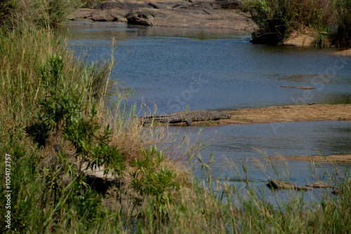 South africa, africa Cpe town, Krüger National Park, wilslife, animals. photosafari  photo