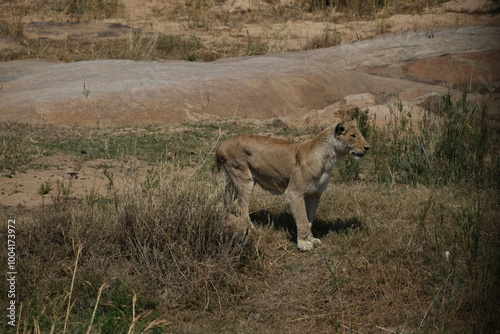 South africa, africa Cpe town, Krüger National Park, wilslife, animals. photosafari  photo