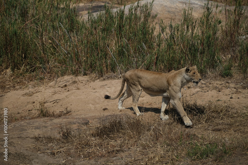 South africa, africa Cpe town, Krüger National Park, wilslife, animals. photosafari  photo