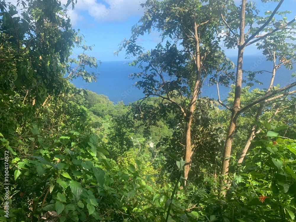 Obraz premium Océan Forêt tropicale