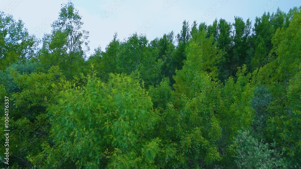 Spring landscape of the riverside forest on the Esla River. Aerial view from a drone in the village of Bretó. Province of Zamora. Castile and Leon. Spain. Europe
