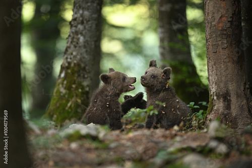 Cute Bear Cubs Sitting and Playing Together in Forest