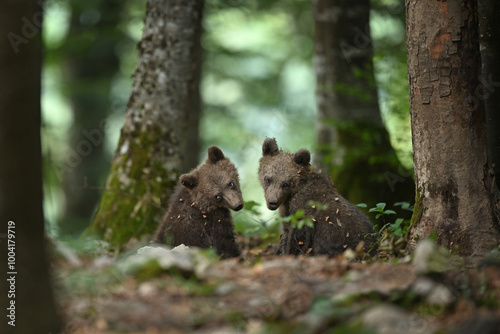 Cute Bear Cubs Playing in Forest