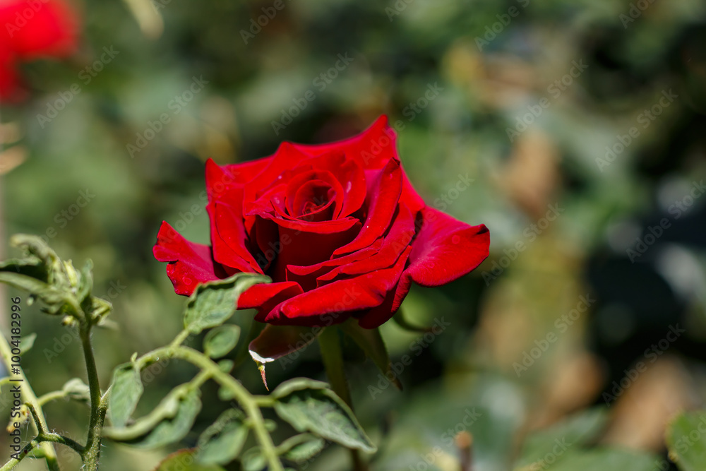 The rose has faded in the garden The rose has faded in the garden