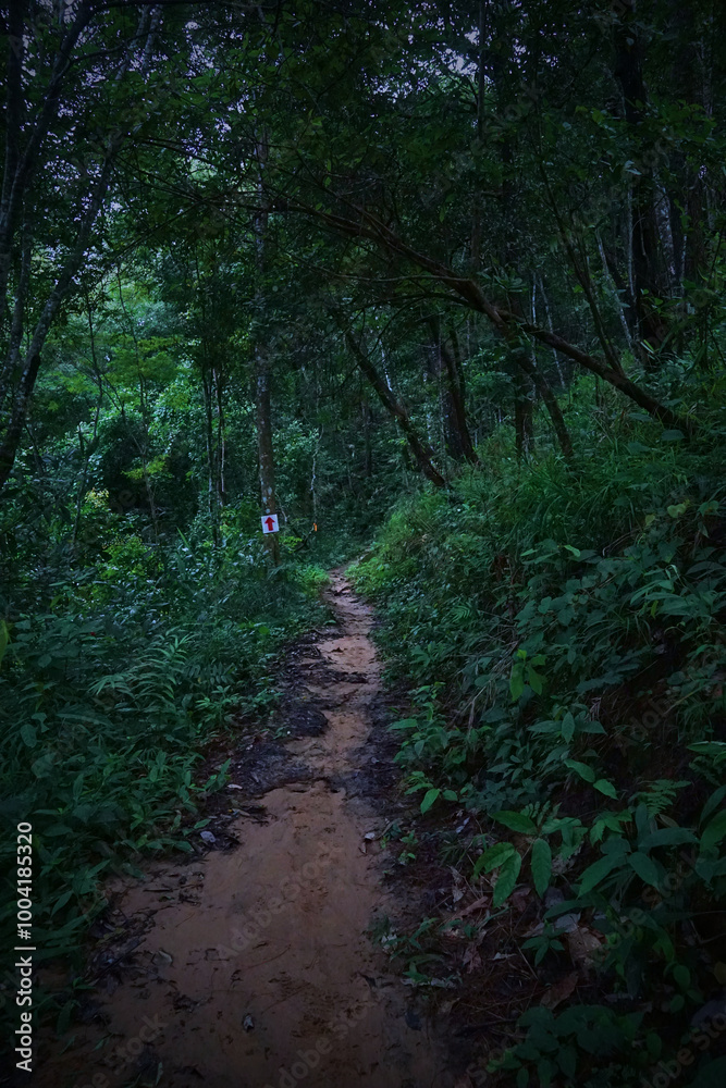 A path through a forest with a sign on the ground A path through a forest with a sign on the ground