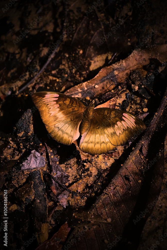 Obraz premium A butterfly is laying on the ground in a dark area