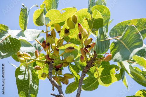 Close-up grafting site of pistachios tree, plant grafting and plant care in the garden photo