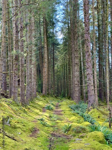 forest in autumn