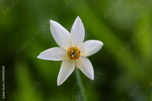 white narcissus flower photo