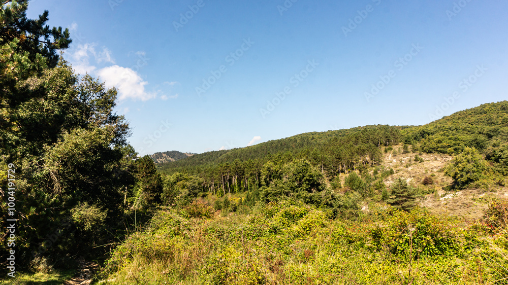 Naklejka premium Beautiful forest in the north of Spain