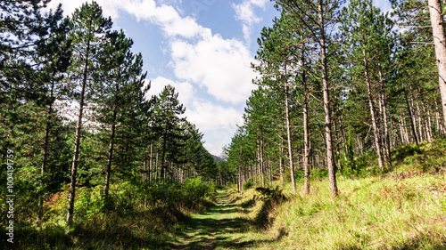 Beautiful forest in the north of Spain