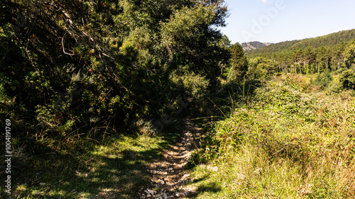 Beautiful forest in the north of Spain
