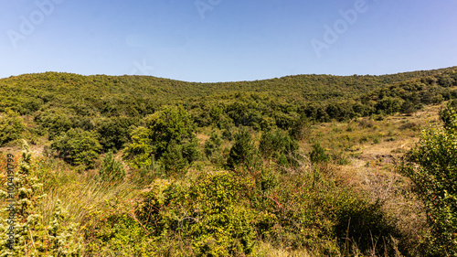 Beautiful forest in the north of Spain