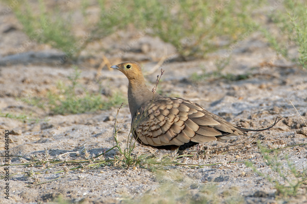 chestnut-bellied sandgrouse or Pterocles exustus at desert national park, India chestnut-bellied sandgrouse or Pterocles exustus at desert national park, India