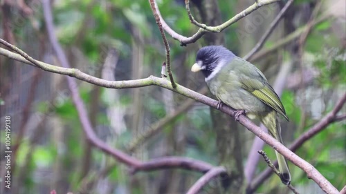 Collared Finchbill (Spizixos semitorques) 4K Video