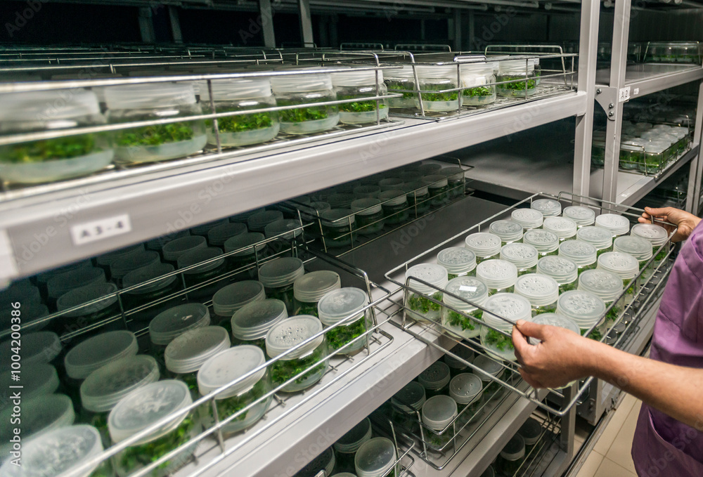 Genetic experiments plant in the lab.