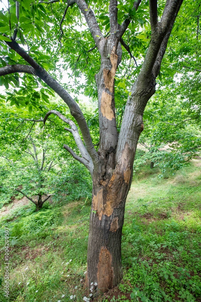 Horse chestnut leafs with bleeding cancer desease Horse chestnut leafs with bleeding cancer desease
