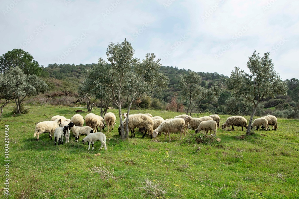 Ewe sheep -ovis aries- nursing two lambs, standing in a field with other sheep in the background Ewe sheep -ovis aries- nursing two lambs, standing in a field with other sheep in the background